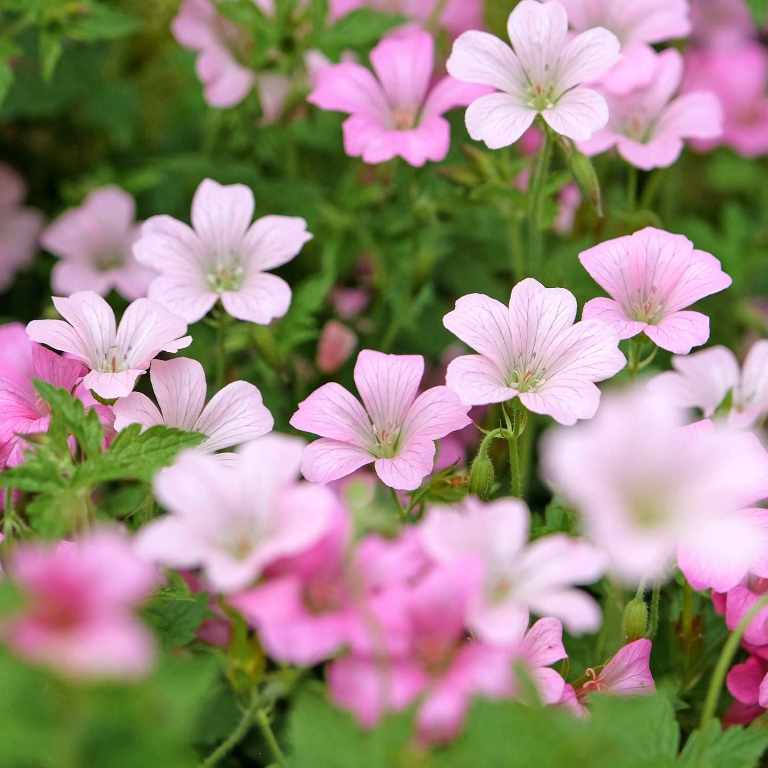 Storkenæb 'Rose Clair'